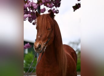 IJslander, Merrie, 8 Jaar, 137 cm, Gevlekt-paard