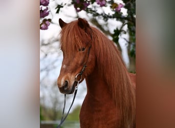 IJslander, Merrie, 8 Jaar, 137 cm, Gevlekt-paard