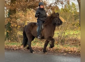 IJslander, Merrie, 8 Jaar, 137 cm, Zwart