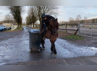 IJslander, Merrie, 8 Jaar, 137 cm, Zwart