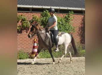 IJslander, Merrie, 8 Jaar, 138 cm, Gevlekt-paard