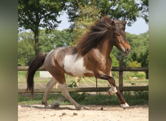 IJslander, Merrie, 8 Jaar, 138 cm, Gevlekt-paard