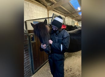 IJslander, Merrie, 8 Jaar, 138 cm, Zwart