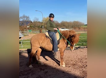 IJslander Mix, Merrie, 8 Jaar, 139 cm, Bruin