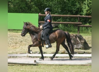 IJslander, Merrie, 8 Jaar, 139 cm, Zwart