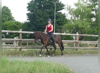 IJslander, Merrie, 8 Jaar, 139 cm, Zwart