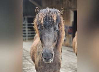 IJslander, Merrie, 8 Jaar, 139 cm, Zwart