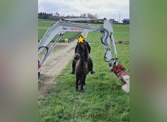 IJslander, Merrie, 8 Jaar, 139 cm, Zwart