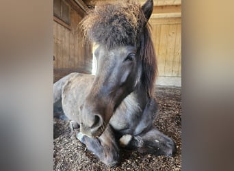 IJslander, Merrie, 8 Jaar, 139 cm, Zwart