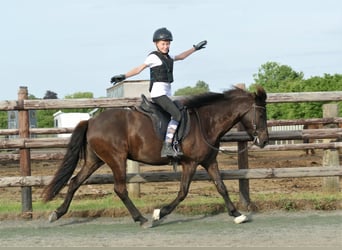 IJslander, Merrie, 8 Jaar, 139 cm, Zwart