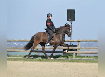 IJslander, Merrie, 8 Jaar, 139 cm, Zwart
