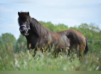 IJslander, Merrie, 8 Jaar, 140 cm, Brauner