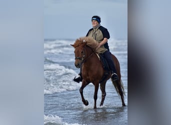 IJslander, Merrie, 8 Jaar, 140 cm, Donkere-vos