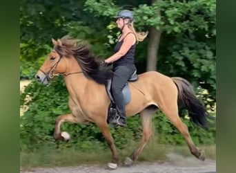IJslander, Merrie, 8 Jaar, 141 cm, Falbe