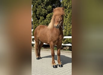 IJslander, Merrie, 8 Jaar, 142 cm, Vos