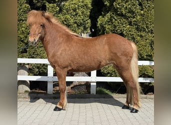 IJslander, Merrie, 8 Jaar, 142 cm, Vos