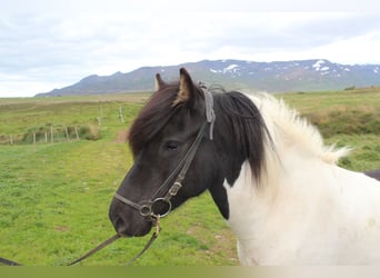 IJslander, Merrie, 8 Jaar, 144 cm, Tobiano-alle-kleuren