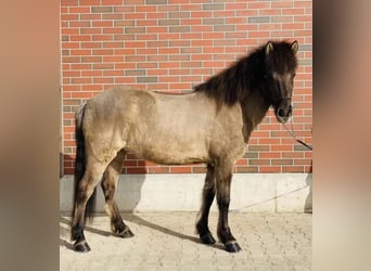 IJslander, Merrie, 8 Jaar, 145 cm, Falbe