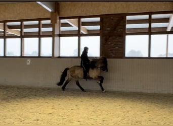IJslander, Merrie, 8 Jaar, 150 cm, Falbe