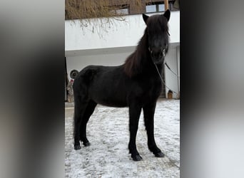 IJslander, Merrie, 9 Jaar, 133 cm