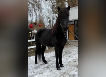 IJslander, Merrie, 9 Jaar, 133 cm