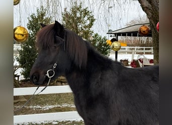 IJslander, Merrie, 9 Jaar, 133 cm, Zwart