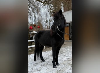 IJslander, Merrie, 9 Jaar, 133 cm, Zwart