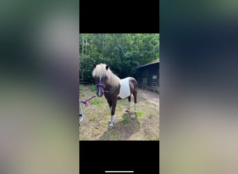 IJslander, Merrie, 9 Jaar, 135 cm, Gevlekt-paard