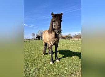 IJslander, Merrie, 9 Jaar, 136 cm, Falbe