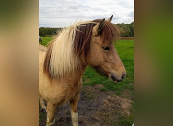 IJslander, Merrie, 9 Jaar, 136 cm, Gevlekt-paard