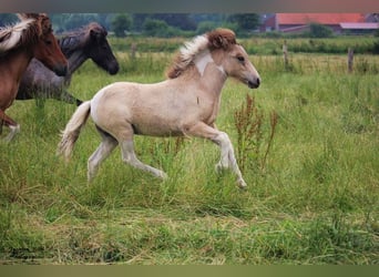 IJslander, Merrie, 9 Jaar, 136 cm, Gevlekt-paard