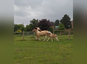 IJslander, Merrie, 9 Jaar, 136 cm, Gevlekt-paard