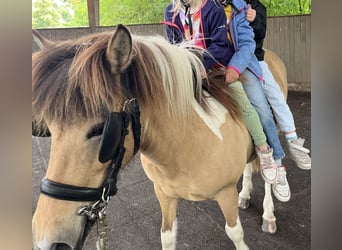 IJslander, Merrie, 9 Jaar, 136 cm, Gevlekt-paard