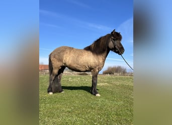 IJslander, Merrie, 9 Jaar, 137 cm, Falbe