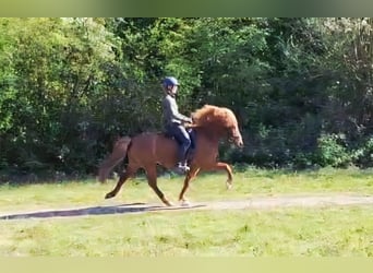 IJslander, Merrie, 9 Jaar, 137 cm, Vos
