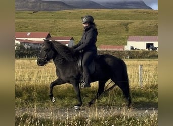 IJslander, Merrie, 9 Jaar, 138 cm, Zwart