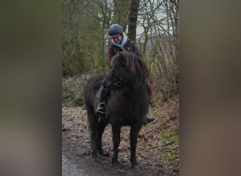 IJslander, Merrie, 9 Jaar, 140 cm, Bruin