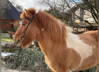 IJslander, Merrie, 9 Jaar, 140 cm, Gevlekt-paard