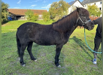 IJslander, Merrie, 9 Jaar, 140 cm, Zwartschimmel