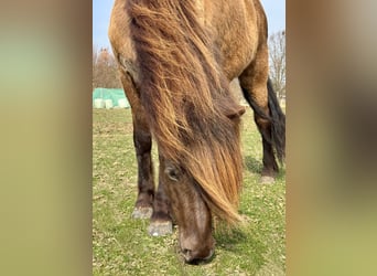 IJslander, Merrie, 9 Jaar, 143 cm, Donkerbruin
