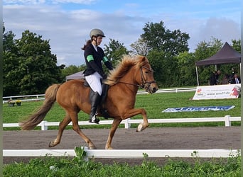 IJslander, Merrie, 9 Jaar, 143 cm, Vos