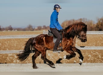 IJslander, Merrie, 9 Jaar, 144 cm, Zwart