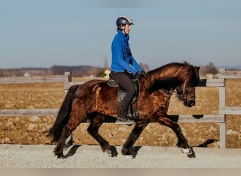 IJslander, Merrie, 9 Jaar, 144 cm, Zwart