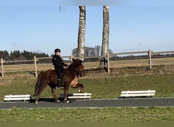 IJslander, Merrie, 9 Jaar, 145 cm, Donkere-vos