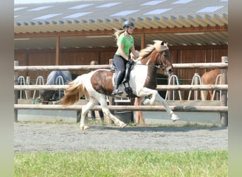 IJslander, Merrie, 9 Jaar, 145 cm, Gevlekt-paard