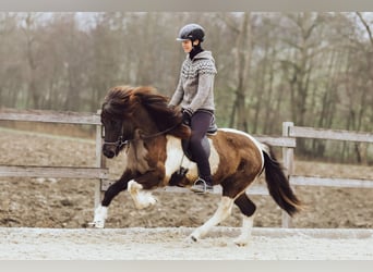 IJslander, Merrie, 9 Jaar, 146 cm, Gevlekt-paard