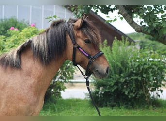 IJslander, Merrie, 9 Jaar, Gevlekt-paard