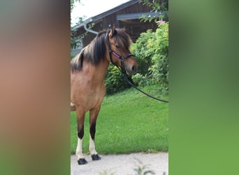 IJslander, Merrie, 9 Jaar, Gevlekt-paard