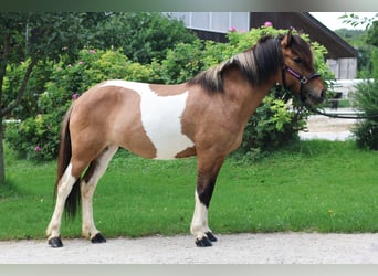IJslander, Merrie, 9 Jaar, Gevlekt-paard