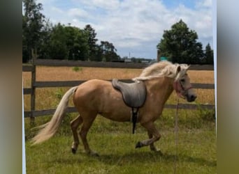 IJslander, Merrie, 9 Jaar, Palomino